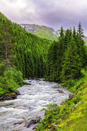 Photo for Shallow stream rumbles on the riffles. Road to Roldal passes through a coniferous forest. Scenic landscape in Western Norway. Summer trip to the north of Europe. Cold day. - Royalty Free Image