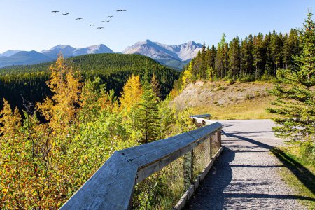 Indian summer in the Rocky Mountains, Canada. Route de montagne panoramique menant aux sources thermales Miette. Merveilleuse journée d'automne à Jasper Park. Troupeau d'oiseaux migrateurs vole dans le ciel bleu.