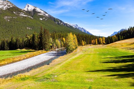 Foto de The Rocky Mountains of Canada. Banff. Las montañas están cubiertas de bosques de abetos. Arroyo poco profundo con un fondo de guijarros. Día en verano indio. bandada de aves migratorias vuela en el cielo - Imagen libre de derechos