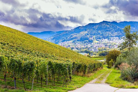 Foto de Road among vineyards.  Wine region of Germany. Perfectly level and well-groomed vineyards. The hills of the Rhine and Moselle. Picturesque landscape. - Imagen libre de derechos