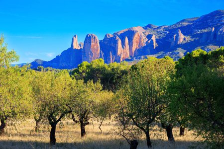 Foto de Mallets of Riglos is a conglomeration of rock formations. Part of the foothills of the Pyrenees. Romantic trip to Spain. Province of Huesca, Aragon. Sunny afternoon. The young olive grove. - Imagen libre de derechos