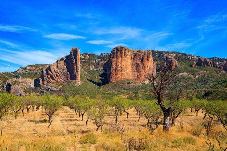Foto de Young olive grove. The Mallets of Riglos is a conglomerate of rock formations. Sunny afternoon. Incredibly beautiful rocks - part of the foothills of the Pyrenees. Spain. Aragon. - Imagen libre de derechos