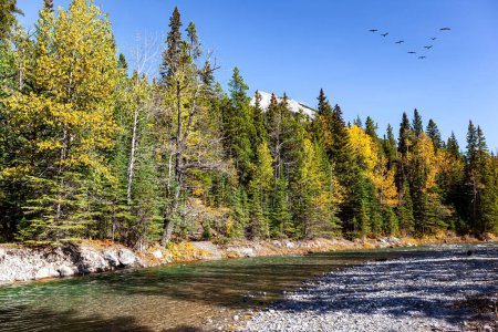 Photo for Shallow stream with a pebbly bottom. Park Banff in the Rocky Mountains. Sunny day in autumn Indian summer. Canada. Flock of migratory birds flies in the sky - Royalty Free Image