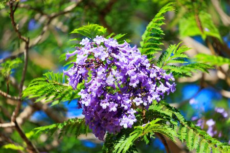 Téléchargez les photos : Blooming spring jacaranda. Spring came. Spring flowering trees in Shomron. Israel. - en image libre de droit