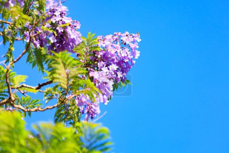 Téléchargez les photos : The magnificent jacaranda blooms with lilac flowers gathered in bunches. Spring came. Clear blue sky. Spring flowering trees in Shomron. Israel. - en image libre de droit