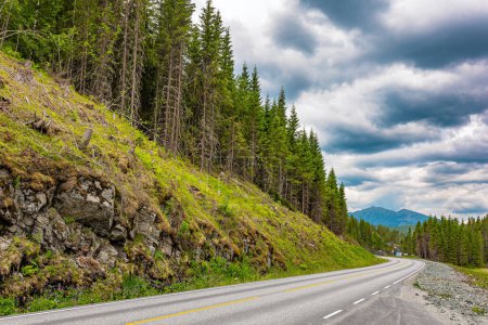 Foto de Green flowering mountains overgrown with coniferous forests. Magnificent scenic road to Roldal. Journey to Western Norway. Warm cloudy July day - Imagen libre de derechos