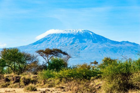  The famous snow-capped Mount Kilimanjaro in the middle of the flat savannah. Plain acacias of the Horn of Africa. Amazing Amboseli Park. The exotic Africa.