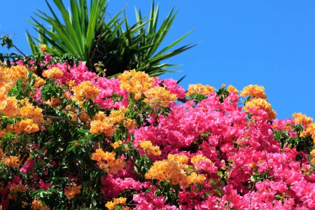 Téléchargez les photos : Bougainvilliers denses fleurit luxueusement avec des glands de fleurs orange et rose. Arbres à fleurs printanières à Shomron. Israël. Le printemps est arrivé. - en image libre de droit