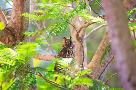 Téléchargez les photos : Une chouette merveilleuse se repose dans les branches d'un acacia. Le printemps est arrivé. Arbres à fleurs printanières à Shomron. Israël. - en image libre de droit