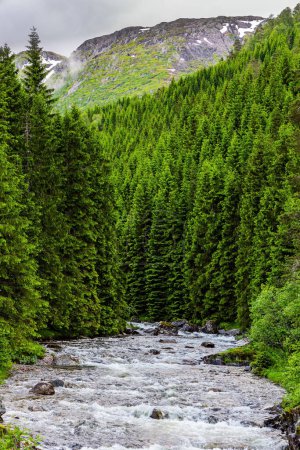 Photo for Narrow fast shallow stream rumbles on the riffles. Road to Roldal passes through a coniferous forest. Western Norway. Summer trip to the north of Europe. Cold and rainy day. - Royalty Free Image