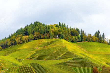 Foto de Región vinícola de Alemania. Hileras suaves de viñedos en las colinas del Rin y del Mosela. Magia otoñal. Racimos de uvas dulces maduras entre las hojas verdes de los arbustos de uva - Imagen libre de derechos