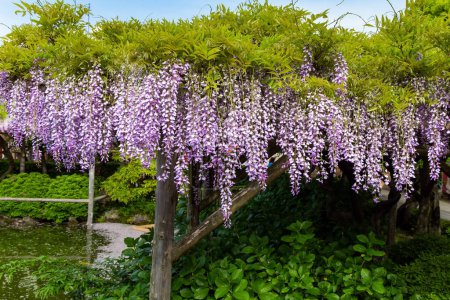 Photo for Blooming wisteria and picturesque ponds decorate the gardens in the temple. "Flower Temple" by Kameido Tenjin. Spring trip to the Land of the Rising Sun. Tokyo, Japan. - Royalty Free Image
