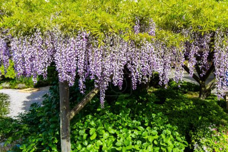 Photo for Picturesque blooming wisteria decorate the gardens in the temple. "Flower Temple" by Kameido Tenjin. Tokyo, Japan. Spring trip to the Land of the Rising Sun. - Royalty Free Image