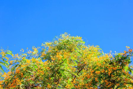 Téléchargez les photos : Floraison des fleurs d'acacia avec des petites fleurs jaunes et orange. Le printemps est arrivé. Arbres à fleurs printanières à Shomron. Israël. - en image libre de droit