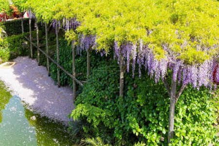 Téléchargez les photos : Des étangs pittoresques et des glycines fleuries ornent les jardins du temple. "Flower Temple" de Kameido Tenjin. Tokyo, Japon. Voyage printanier au pays du soleil levant - en image libre de droit
