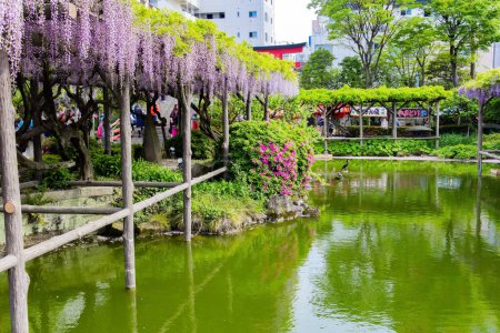 Téléchargez les photos : "Flower Temple "par Kameido Tenjin. Japon, Tokyo. Des étangs pittoresques et des glycines fleuries ornent les jardins du temple. Voyage printanier au pays du soleil levant - en image libre de droit