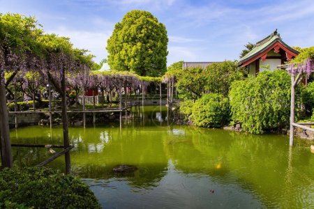 Photo for Picturesque ponds and blooming wisteria decorate the gardens in the temple. "Flower Temple" by Kameido Tenjin. Spring trip to the Land of the Rising Sun. Tokyo, Japan. - Royalty Free Image