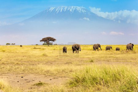 Foto de La montaña más alta de África. Kilimanjaro, con una gorra de nieves eternas en la parte superior. Manada de elefantes africanos con orejas enormes y colas pequeñas. El parque Amboseli. - Imagen libre de derechos
