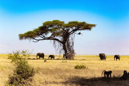Foto de Elefantes y monos cerca de la acacia del desierto. El famoso parque africano Amboseli. La montaña más alta de África, el Kilimanjaro. - Imagen libre de derechos