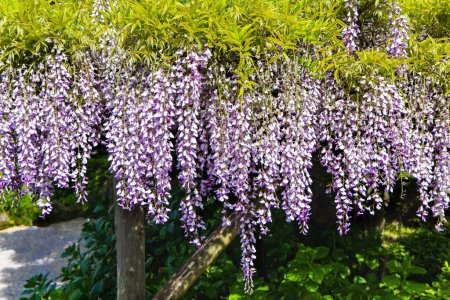 Photo for "Flower Temple" by Kameido Tenjin. Tokyo, Japan. Picturesque blooming wisteria decorate the gardens in the temple. Spring trip to the Land of the Rising Sun - Royalty Free Image