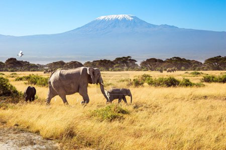 Foto de Familia de elefantes cruzando un camino de tierra. El famoso parque africano Amboseli. La montaña más alta de África, el Kilimanjaro. - Imagen libre de derechos