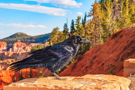 Téléchargez les photos : Habitant à plumes de Bryce Canyon - corbeau. États-Unis. Les roches sont rouges, orange et blanches. Les hoodoos sont des structures géologiques uniques formées par l'érosion. Paysage incroyable illuminé par le coucher du soleil - en image libre de droit