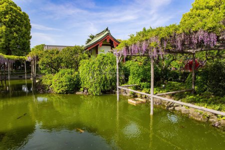 Photo for Picturesque ponds and blooming wisteria decorate the gardens in the temple. "Flower Temple" by Kameido Tenjin. Tokyo, Japan. Spring trip to the Land of the Rising Sun - Royalty Free Image