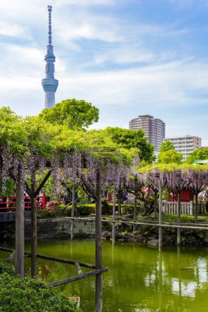 Photo for Picturesque ponds, blooming wisteria and small red bridge adorn the garden in the temple. "Flower Temple" by Kameido Tenjin. The temple is dedicated to the patron saint of students - Royalty Free Image