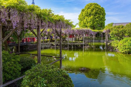 Téléchargez les photos : Voyage printanier au pays du soleil levant. "Flower Temple" de Kameido Tenjin. Tokyo, Japon. Des étangs pittoresques et des glycines fleuries ornent les jardins du temple. - en image libre de droit