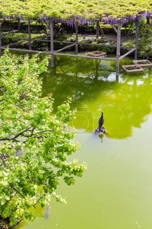 Photo for Cormorant resting on a stone in a pond. Spring trip to the Land of the Rising Sun. "Flower Temple" by Kameido Tenjin. Tokyo, Japan. Picturesque ponds and blooming wisteria - Royalty Free Image