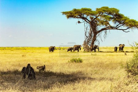 Foto de Elefantes y monos cerca de la acacia del desierto. La montaña más alta de África, el Kilimanjaro. El famoso parque africano Amboseli. - Imagen libre de derechos