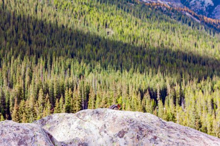 Téléchargez les photos : Banff Park, Alberta, Canada. Des forêts de conifères entourent le lac. La vallée des Dix Pics. Les rives du pittoresque lac Moraine. - en image libre de droit