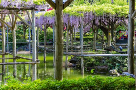 Téléchargez les photos : Des glycines pittoresques ornent les jardins du temple. "Flower Temple" de Kameido Tenjin. Tokyo, Japon. Voyage printanier au pays du soleil levant. - en image libre de droit