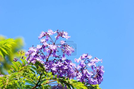Téléchargez les photos : Les jacaranda printaniers fleurissent avec des fleurs lilas rassemblées en grappes. Arbres à fleurs printanières à Shomron. Le printemps est arrivé. Ciel bleu clair. Israël. - en image libre de droit