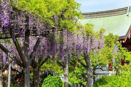 Photo for Blooming wisteria and picturesque ponds decorate the gardens in the temple. "Flower Temple" by Kameido Tenjin. Spring trip to the Land of the Rising Sun. Tokyo, Japan. - Royalty Free Image