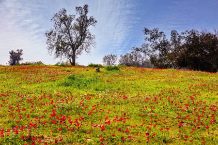 Photo for Israel. Spring festival in Beeri, on the border with the Gaza Strip. Fresh green grass and blooming anemones. Neighborhoods of Kibbutz Be'eri before the brutal Arab attack. - Royalty Free Image