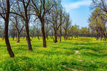 Israel. Spring festival in Beeri, on the border with the Gaza Strip. Green grass carpets. Magnificent spring in Kibbutz Beeri. 