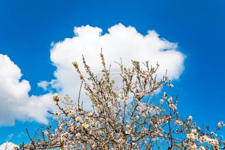 L'amande a fleuri. Les fleurs roses et blanches dégagent un doux parfum. Ciel bleu haut et nuages luxuriants blanc neige. Février en Israël. Le printemps est arrivé. 