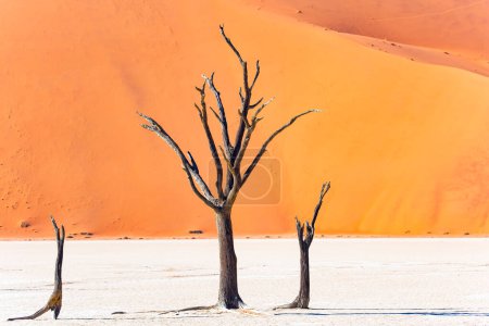Téléchargez les photos : Les arbres pétrifiés d'acacia chameau (Acacia erioloba). Deadvlei dans le Parc Namib-Naukluft entouré par les dunes de Sossusvlei. - en image libre de droit