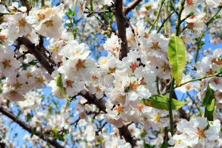 Téléchargez les photos : Au début du printemps en Israël. Fleurs d'amande blanc neige avec étamines jaunes contre un ciel bleu clair. Magnifique amandier en fleurs. Amandier à Migdal HaEmek. - en image libre de droit