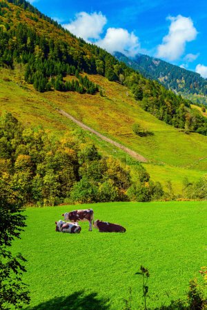 Las vacas pastan en un prado de montaña. Montañas boscosas del Parque Hohe Tauern. Austria. Magnífico día soleado.
