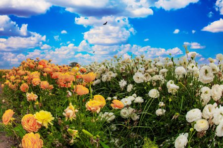 Israel. Picturesque fields of colorful bright spring battercups. The kibbutzim and moshavim of the south grow beautiful flowers and sell them abroad and within the country