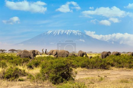 Troupeau d'éléphants d'Afrique avec des oreilles énormes et de petites queues. Le parc Amboseli. La plus haute montagne d'Afrique. Kilimandjaro, avec une casquette de neiges éternelles sur le dessus. 