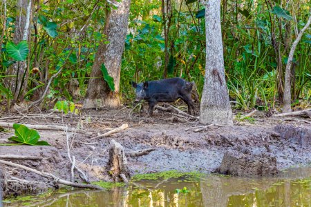 Wild boar. Boat excursion to the protected areas of the Mississippi Basin. Swamps on sunny day. Louisiana. Autumn nature. Travel to America. 