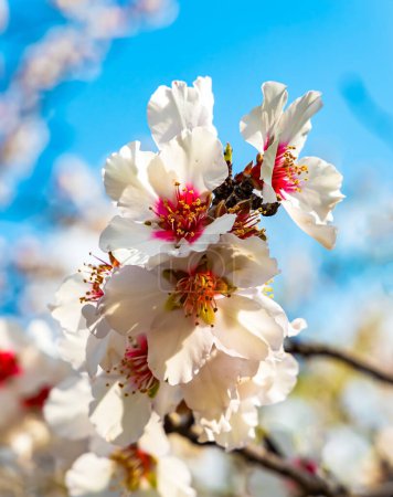 Februar in Israel. Die prächtigen Blüten verströmen süßes Aroma. Die Mandeln blühten. Der Frühling kam. Zweig eines blühenden Mandelbaums mit üppigen weiß-rosa Blüten.