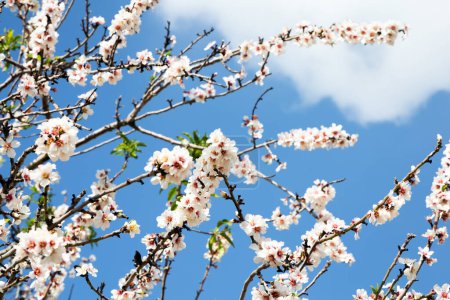Les fleurs roses et blanches dégagent un doux parfum. L'amande a fleuri. Ciel bleu haut et nuages blancs luxuriants. Février en Israël. Le printemps est arrivé. 