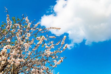 Les fleurs roses et blanches dégagent un doux parfum. L'amande a fleuri. Ciel bleu haut et nuages luxuriants blanc neige. Février en Israël. Le printemps est arrivé. 