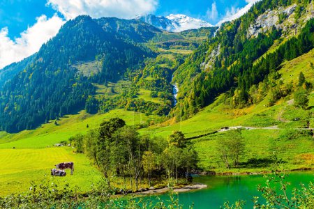 Austria. The stream reflects the green slopes of the mountains. Cows graze in the meadow. Forested mountains of the Hohe Tauern National Park. Magnificent sunny day.