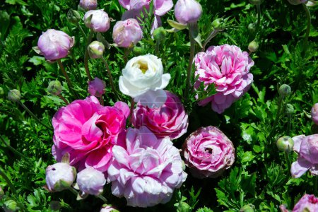 Téléchargez les photos : Boutons d'or lumineux grand jardin rose. Kibboutz dans le sud d'Israël. Le jour du printemps. Tapis floral de fleurs merveilleuses. - en image libre de droit