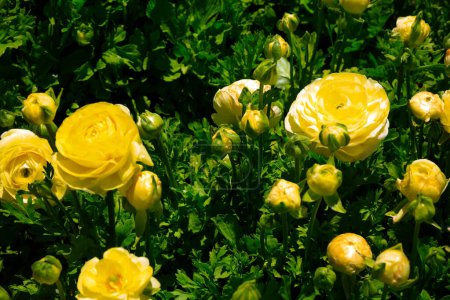Téléchargez les photos : Boutons d'or lumineux grand jardin jaune. Kibboutz dans le sud d'Israël. Le jour du printemps. Tapis floral de fleurs merveilleuses. - en image libre de droit